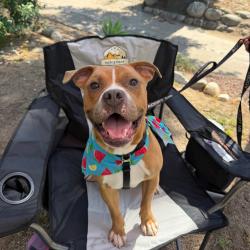 Shelter Stray Male Dog last seen , 361 S Raymond Ave, Pasadena, CA 91105, USA