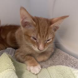 Shelter Stray Male Cat last seen , 361 S Raymond Ave, Pasadena, CA 91105, USA