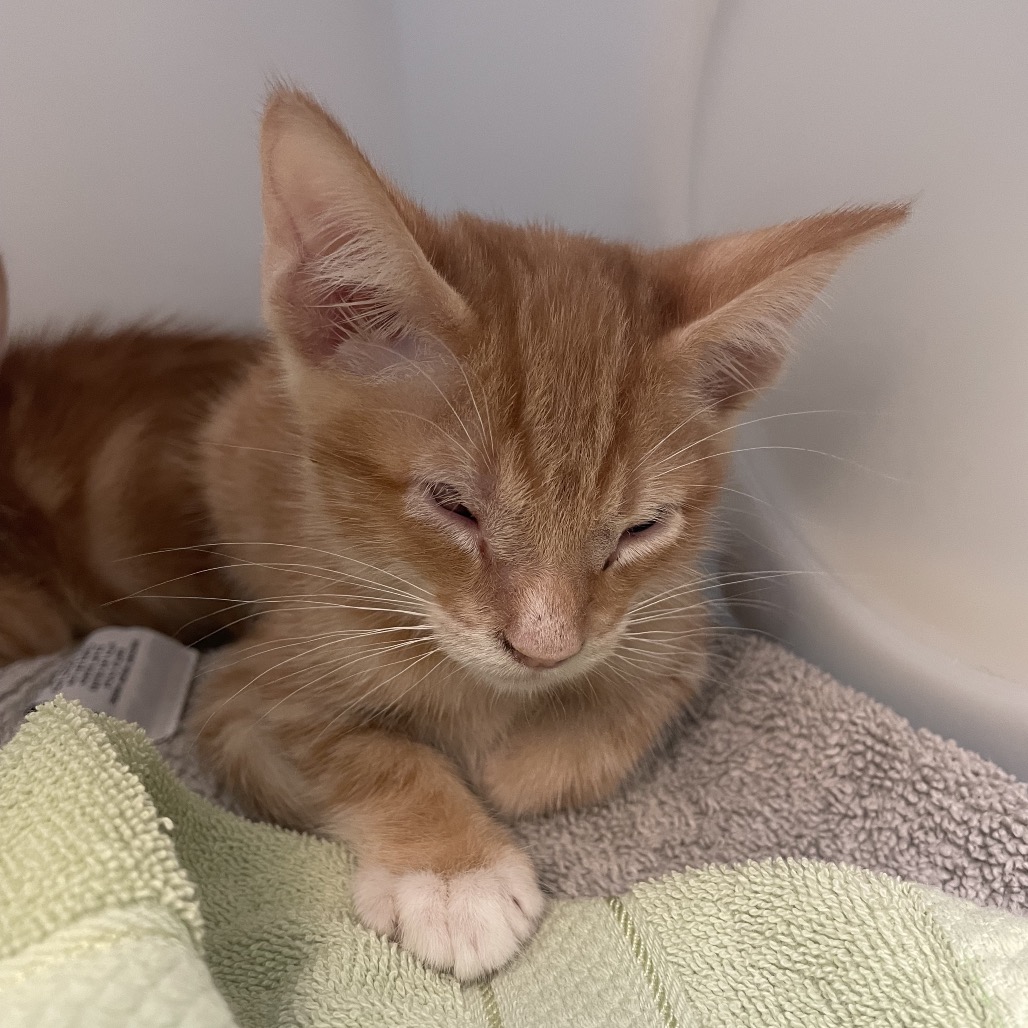 Shelter Stray Male Cat last seen , 361 S Raymond Ave, Pasadena, CA 91105, USA