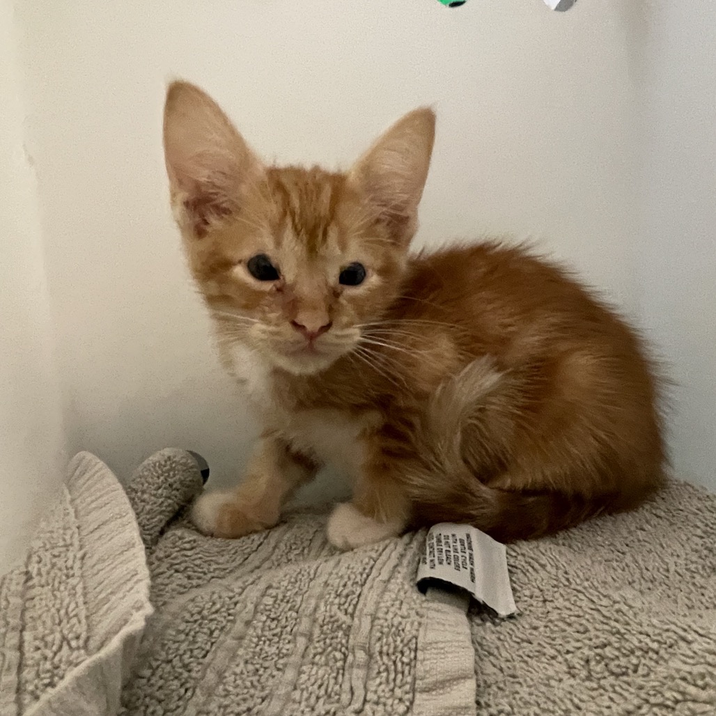 Shelter Stray Male Cat last seen , 361 S Raymond Ave, Pasadena, CA 91105, USA