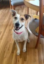 Found/Stray Female Dog last seen unknown, Bentley, KS 67016
