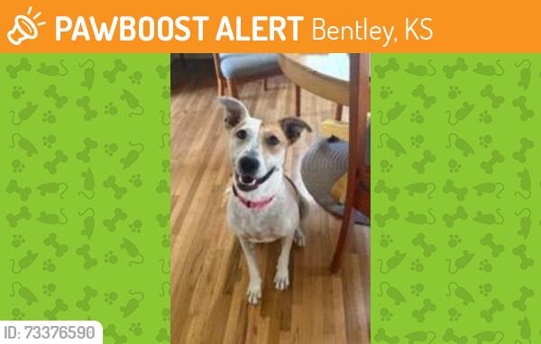 Found/Stray Female Dog last seen unknown, Bentley, KS 67016