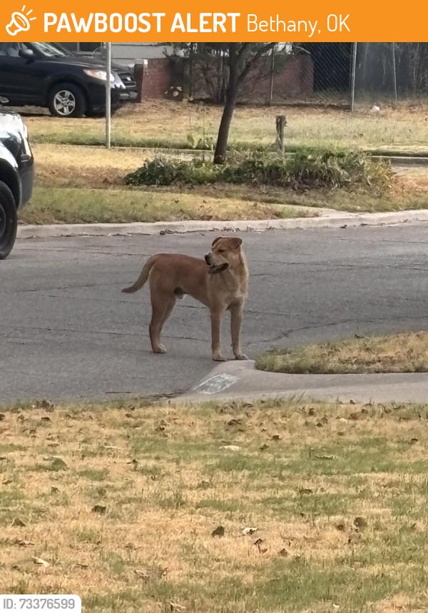 Found/Stray Unknown Dog last seen North Redmond and NW. 19th St., Bethany, OK 73008