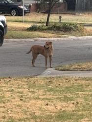 Found/Stray Unknown Dog last seen North Redmond and NW. 19th St., Bethany, OK 73008