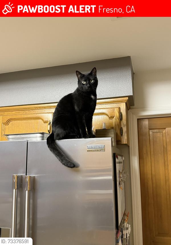 Lost Male Cat last seen E. San Gabriel Ave. and Rowell Ave., Fresno, CA 93740