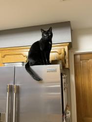 Lost Male Cat last seen E. San Gabriel Ave. and Rowell Ave., Fresno, CA 93740