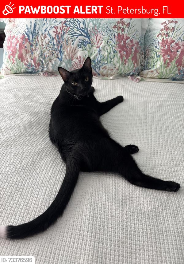 Lost Male Cat last seen 34th Street S and 5th Ave, St. Petersburg, FL 33711