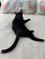 Lost Male Cat last seen 34th Street S and 5th Ave, St. Petersburg, FL 33711