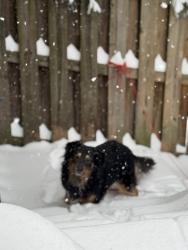Reunited Male Dog last seen Milligan Ave, Pittsburgh, PA 15218