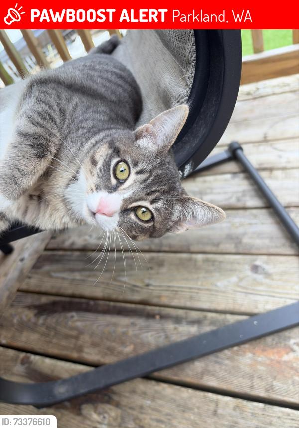 Lost Female Cat last seen Randy’s corner market, Parkland, WA 98444