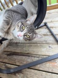 Lost Female Cat last seen Randy’s corner market, Parkland, WA 98444