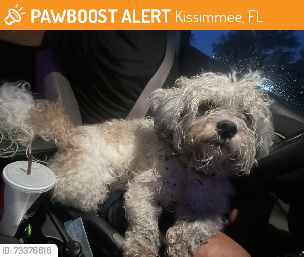 Found/Stray Male Dog last seen W Ernest Street/ Dead end, Kissimmee, FL 34741