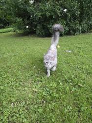 Found/Stray Unknown Cat last seen Michael and Brown Owl by the Beaconsfield train station, Beaconsfield, QC H9W 1Y5