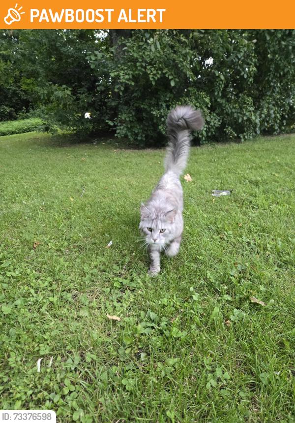 Found/Stray Unknown Cat last seen Michael and Brown Owl by the Beaconsfield train station, Beaconsfield, QC H9W 1Y5