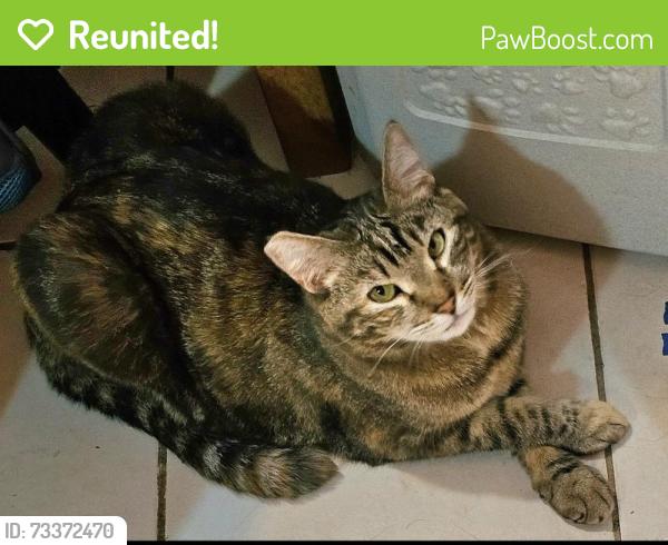 Reunited Female Cat last seen Estates Street California Way Stanford Way Princeton Way, Livermore, CA 94550