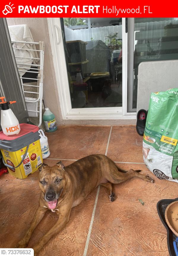 Lost Female Dog last seen Sheridan and 26st Street, Hollywood, FL 33020