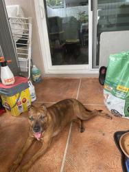 Lost Female Dog last seen Sheridan and 26st Street, Hollywood, FL 33020