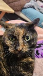 Lost Female Cat last seen Dyer st, wagner equipment co, hidden row ave, El Paso, TX 79924