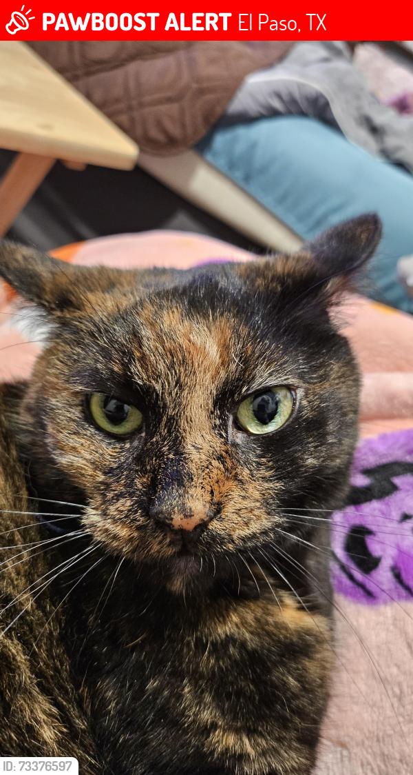 Lost Female Cat last seen Dyer st, wagner equipment co, hidden row ave, El Paso, TX 79924