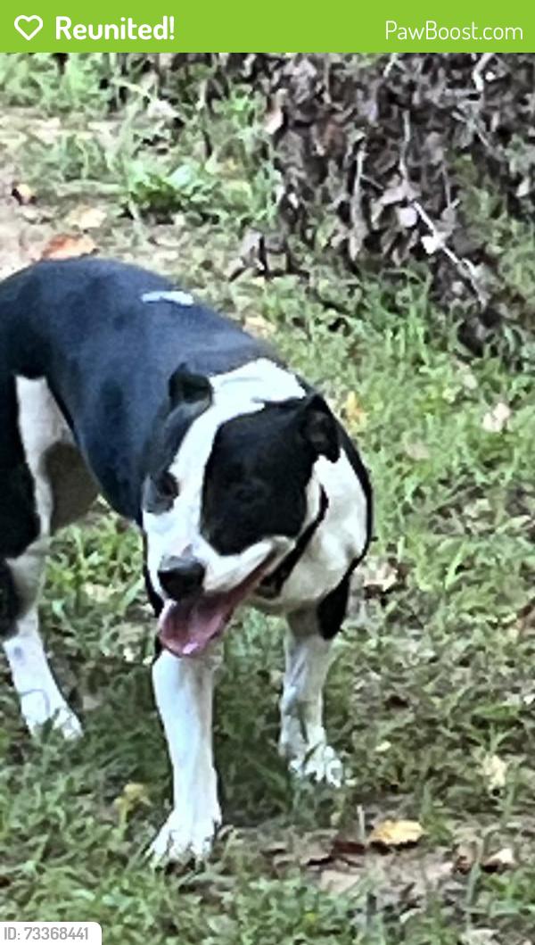 Reunited Female Dog last seen Off Breton Rd in Kentwood MI, Grand Rapids, MI 49508