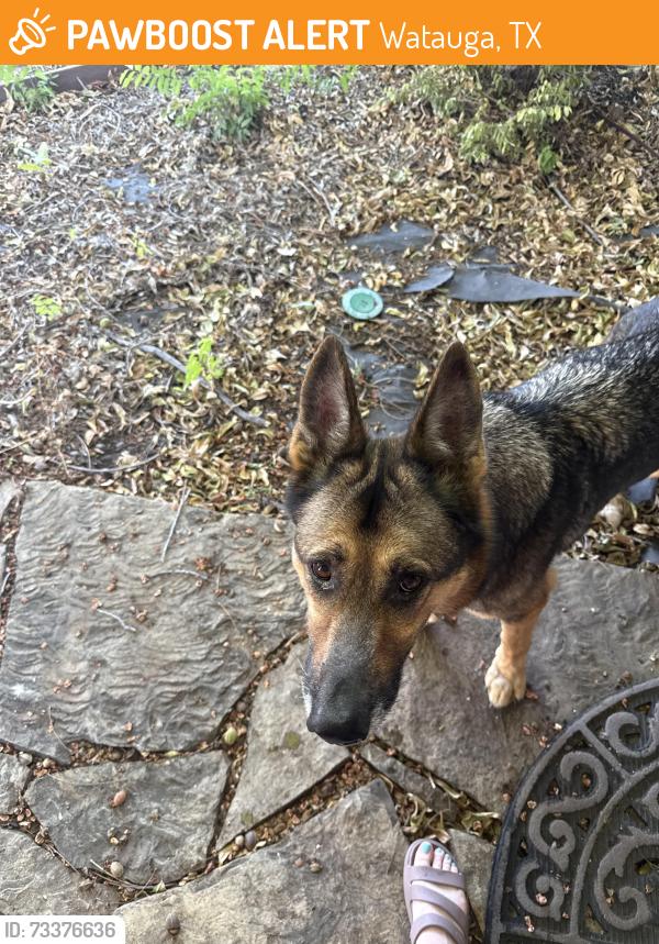 Found/Stray Unknown Dog last seen Watauga and Whitley. Near pizza buzz, Watauga, TX 76148