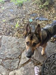 Found/Stray Unknown Dog last seen Watauga and Whitley. Near pizza buzz, Watauga, TX 76148