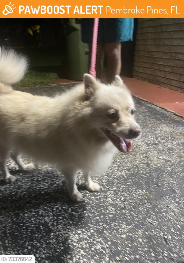 Found/Stray Unknown Dog last seen Hiatus Rd, Pembroke Pines, FL 33026