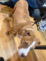 Reunited Male Dog last seen Falling water dr, Linton Hall, VA 20136