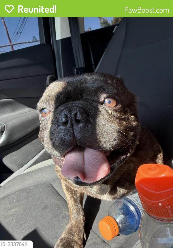 Reunited Male Dog last seen Near Beech Ave Fontana, CA 92335 United States, Fontana, CA 92335