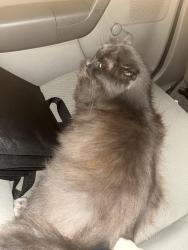 Reunited Male Cat last seen Roxborough Ave/ Normanhurst Avenue, Hamilton, ON 
