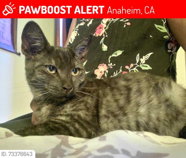 Lost Male Cat last seen Moraga and Sequoia, Anaheim, CA 92801