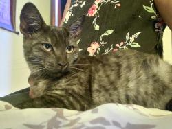 Lost Male Cat last seen Moraga and Sequoia, Anaheim, CA 92801
