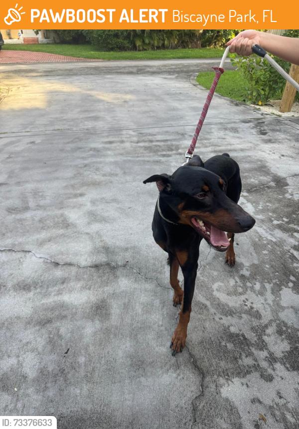 Found/Stray Male Dog last seen Near NE Ninth Ave Biscayne Park, FL 33161 United States, Biscayne Park, FL 33161