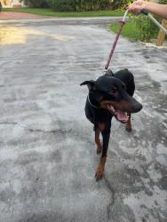 Found/Stray Male Dog last seen Near NE Ninth Ave Biscayne Park, FL 33161 United States, Biscayne Park, FL 33161