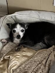 Reunited Female Dog last seen N Jasmine Ave & W 5th St, Ontario, CA 91762, USA, Ontario, CA 91762