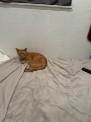Lost Male Cat last seen 90th ave, Cooper City, FL 33328