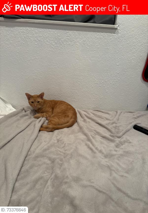 Lost Male Cat last seen 90th ave, Cooper City, FL 33328