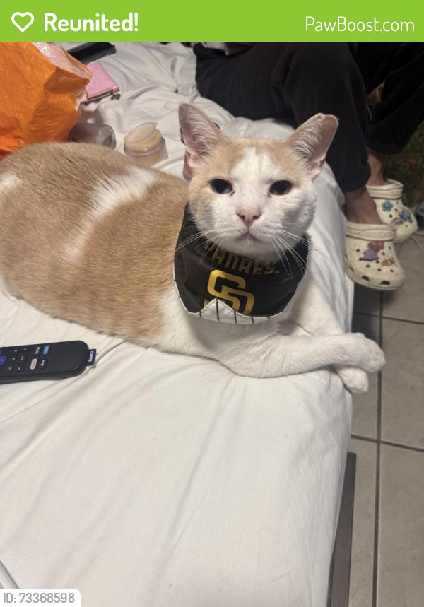 Reunited Male Cat last seen Near donax ave, San Diego, CA 92154