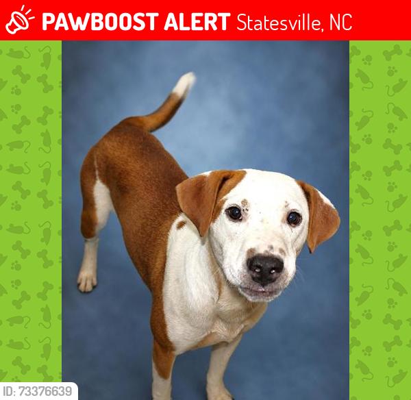 Lost Male Dog last seen Cheryl's pass circle and Philly trail avenue, Statesville, NC 28625
