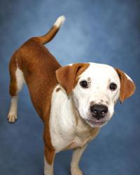 Lost Male Dog last seen Cheryl's pass circle and Philly trail avenue, Statesville, NC 28625