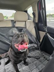 Reunited Male Dog last seen Cypress, Punta Gorda, FL 33950