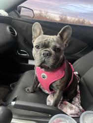 Lost Female Dog last seen Sunrunner ave, Las Cruces, NM 88012
