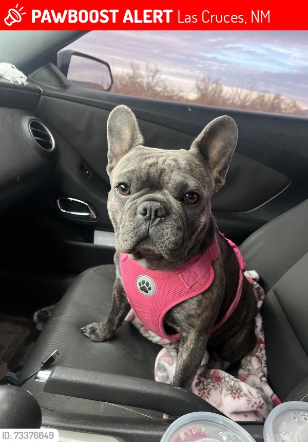 Lost Female Dog last seen Sunrunner ave, Las Cruces, NM 88012