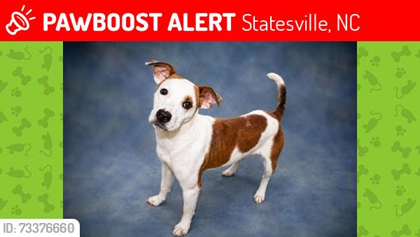 Lost Male Dog last seen Cheryl's pass circle and Philly trail avenue, Statesville, NC 28625