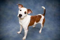 Lost Male Dog last seen Cheryl's pass circle and Philly trail avenue, Statesville, NC 28625