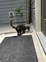 Found/Stray Unknown Cat last seen Budlipscomb and old stage road, Willow Spring, NC 27592
