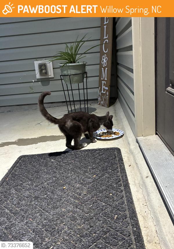 Found/Stray Unknown Cat last seen Budlipscomb and old stage road, Willow Spring, NC 27592
