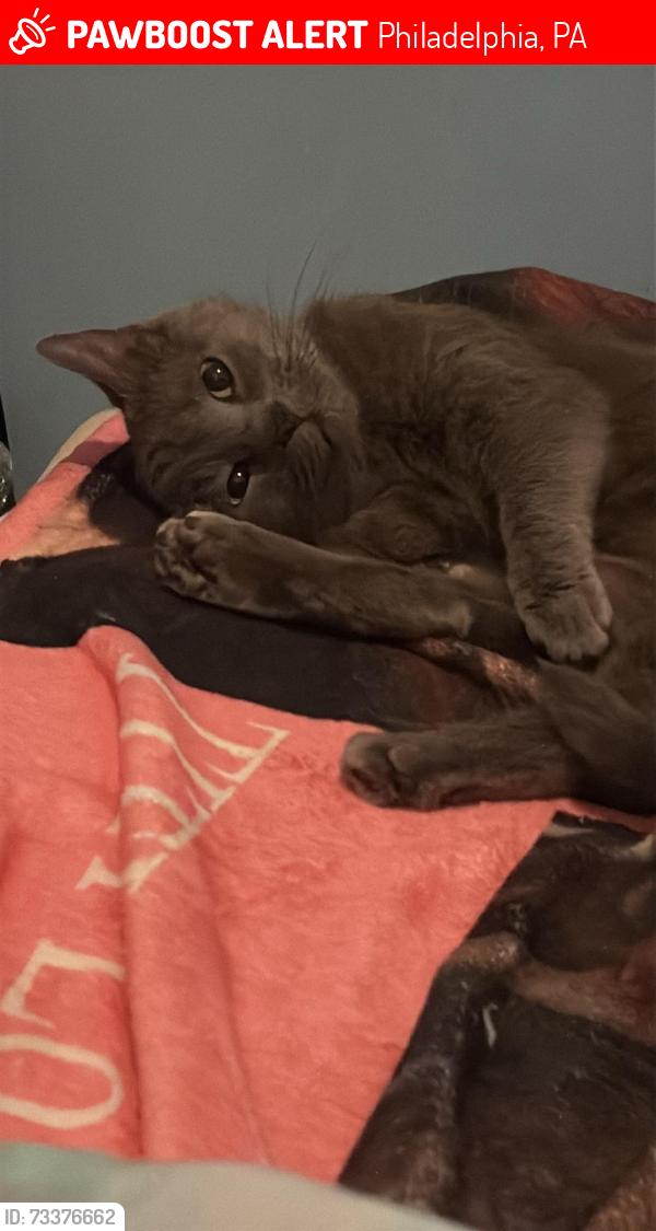 Lost Female Cat last seen Tackawanna Street, Philadelphia, PA 19124