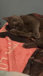 Lost Female Cat last seen Tackawanna Street, Philadelphia, PA 19124