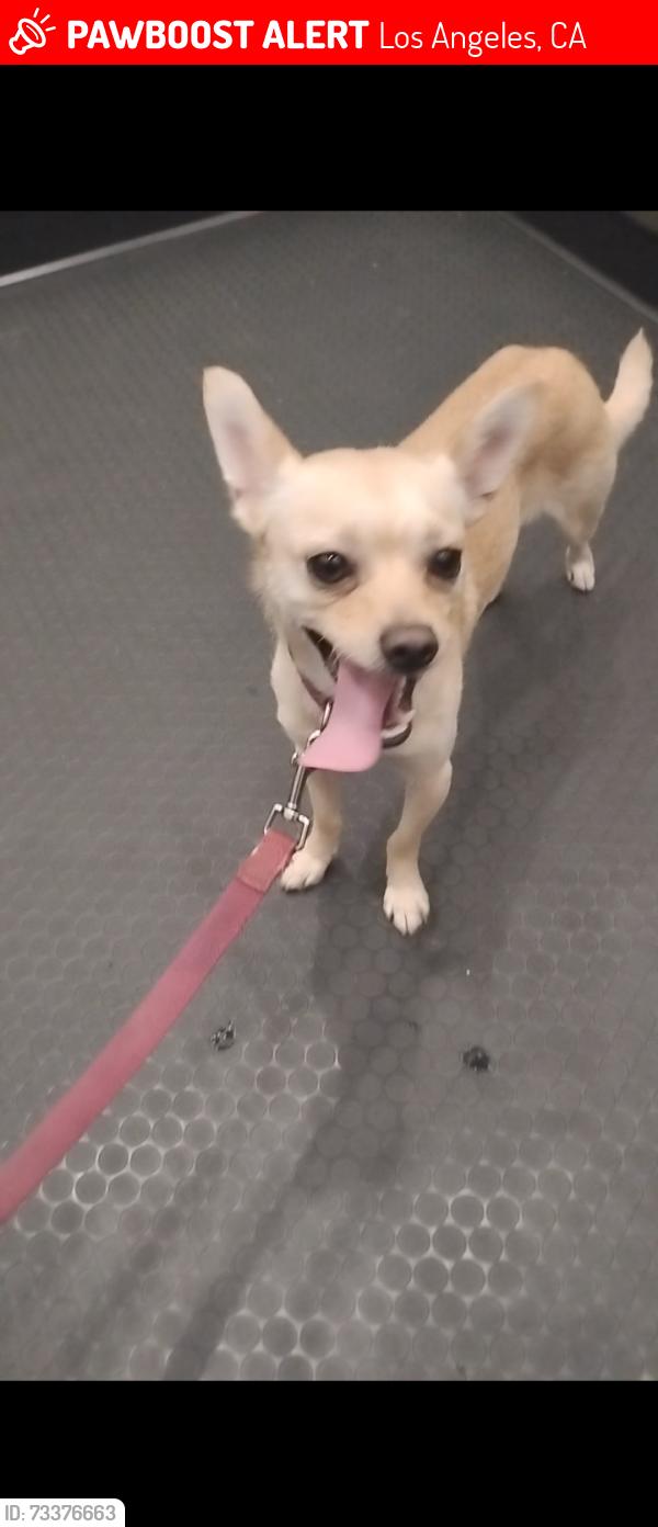 Lost Male Dog last seen Near hour carwash, Los Angeles, CA 90029